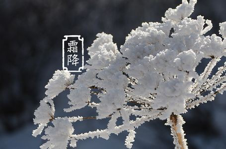 今日霜降 _ 露凝為霜知霜降，滴酒品后知濃香96.png